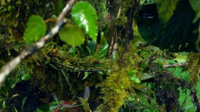 A buff-tailed coronet, - Hostile Planet