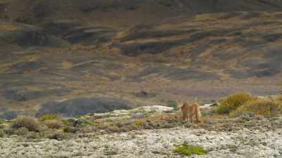 A buncha monkeys. Just one vine. - When Nature Calls with Helen Mirren