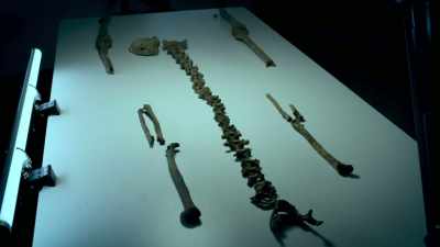 A burial unearthed over a century ago, - Viking Warrior Women
