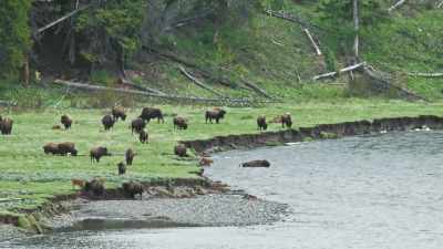 A calf takes the plunge, - Epic Yellowstone