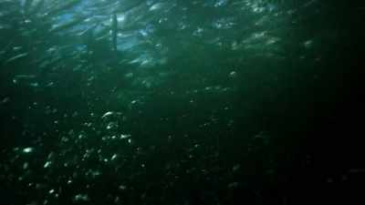 A call synchronizes the attack. - Our Planet
