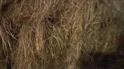 A car just ran
into that haystack. - The Mouse That Roared