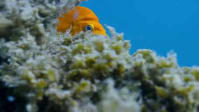 A challenging problem - Blue Planet II
