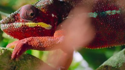 A chameleon's vision is attuned to movement. - Tiny World