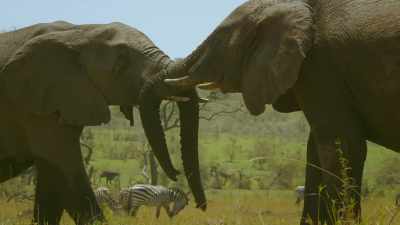 A chance to test his strength - Serengeti