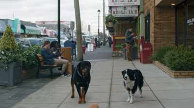 A cheese eater? Oh, I
think I see one. Cover me. - Cats & Dogs 3: Paws Unite
