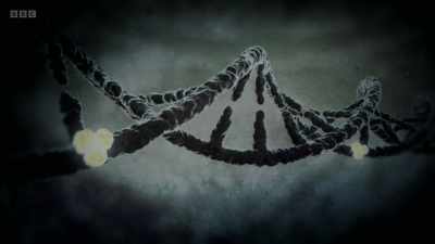A chemical tag is
removed from the DNA. - The Human Body: Secrets of Your Life Revealed