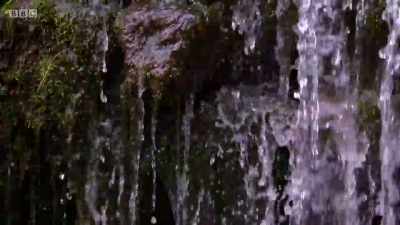 A chick inspects the dangerous
outside world for the first time. - Wales: Land of the Wild