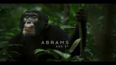 A chimp this age should be too young
to pose a real challenge to Jackson. - Chimp Empire