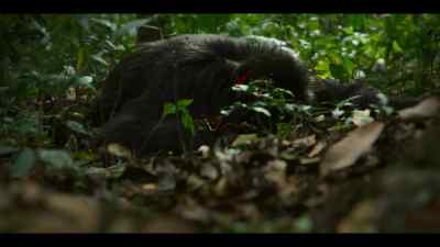 A chimp has been killed - Chimp Empire