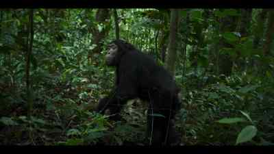 A chimp like Bergl should fall back too. - Chimp Empire