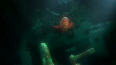 - A clown fish? - Finding Nemo