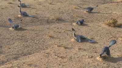 A colony of nesting Corythoraptors. - Prehistoric Planet