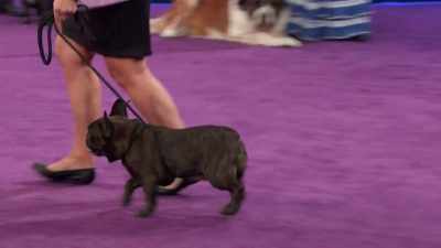 A common misconception - 2022 American Rescue Dog Show