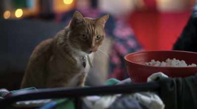 A computer expert, one getaway
driver, and a master of disguise. - Cats & Dogs 3: Paws Unite