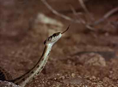 A confirmed practical joker,
he finds this great sport, - The Living Desert