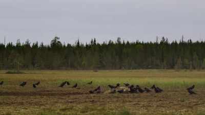 A congregation like this often means
something good is going down. - Wild Nordic