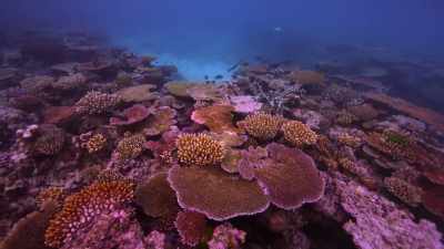 A consortium of organisms
that cooperate together... - Chasing Coral