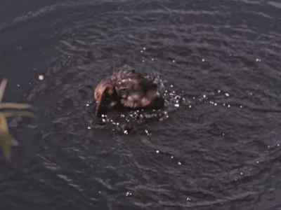 A cooling bath
is more than welcome, - Prowlers of the Everglades