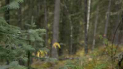 A couple more hard frosts, - Life Below Zero: Next Generation