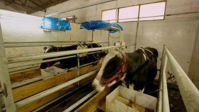 A cow can basically fill up a 55 ga ion garbage bag - Racing Extinction