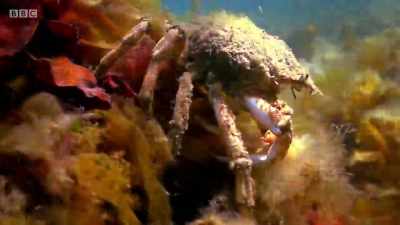 A crab's hard outer shell
is excellent - Wales: Land of the Wild