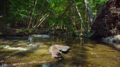 A creek can be a
challenging hunting ground. - The Secret Lives of Animals