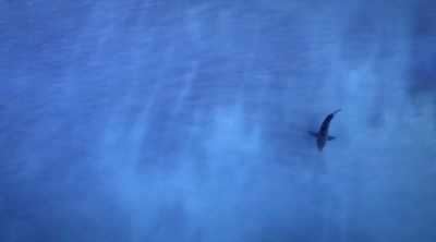 A critical clue lies in
another attack on a surfer. - Shark Attack Files