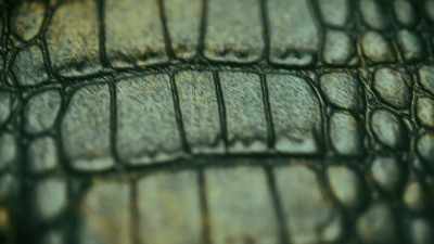 A CROCODILE'S SKIN HAS MORE
THAN 9,000 - Expedition Mungo