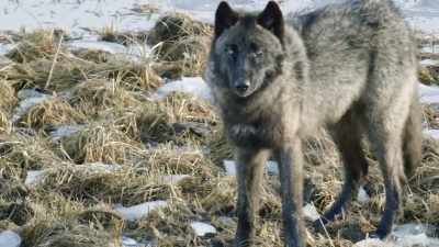 A curious adolescent
named blacktail. - Epic Yellowstone