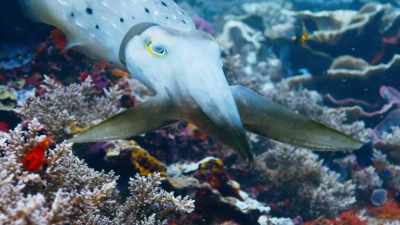 A cuttlefish may be clever, - Blue Planet II