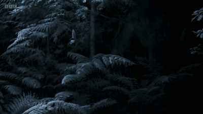 A Daubenton's bat circles
in a woodland glade. - Wild Isles