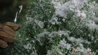 ♪ ...a day or two ago ♪ - Love You Like Christmas