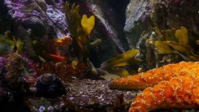 A deadly predator with five arms
and on the underside a mouth. - Blue Planet II