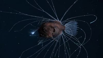 A deep-sea anglerfish. - Our Planet