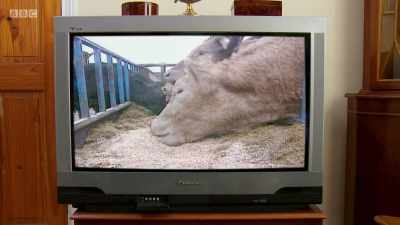 A degenerative brain disease found in cows, - Back in Time for Dinner