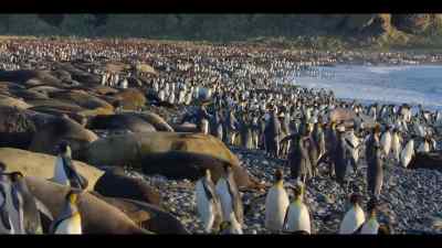 A density of coastal wildlife
found nowhere else. - Our Oceans