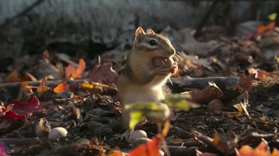 'A determined chipmunk - A Year on Planet Earth