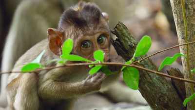 A diet of leaves alone isn't
enough to sustain them. - The Secret Lives of Animals