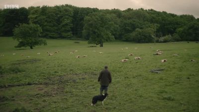 DOG BARKS - Requiem