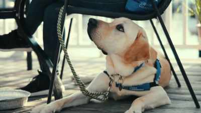 A dog that checks in can get
positive feedback from the handler. - Inside the Mind of a Dog