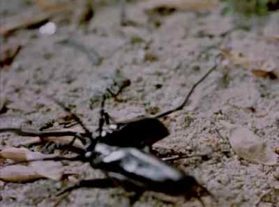 A double headlock,
and then a deadlock. - The Living Desert