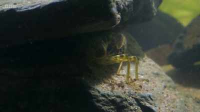 A dragonfly larva is a huge meal - Wild Isles