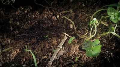 A driver ant colony may
contain 50 million individuals. - Micro Monsters with David Attenborough