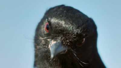 A drongo's razor-sharp vision - Super/Natural