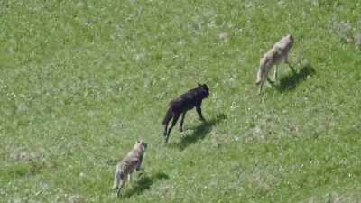 A family in its prime. - Epic Yellowstone