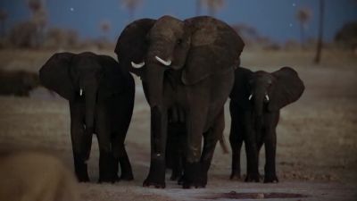 A family of three-ton elephants - Earth at Night in Color