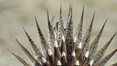 A fancy fan of tail feathers... - Epic Yellowstone