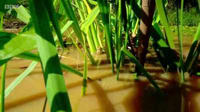 A favourite prey is frog. - Wales: Land of the Wild