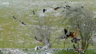 A feeding frenzy ensues. - Wales: Land of the Wild